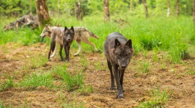 La Forêt des Loups : immersion sauvage aux portes de Paris